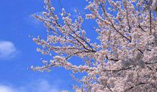 2019猪年出生的姓百里男孩怎么样起名字 姓百里男孩好名推荐(图文)