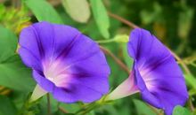 11月吃香喝辣，好运延绵的4生肖，全年不缺财帛