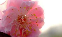 在5月中旬，目标明确，如鱼得水，积极攀升的三大星座