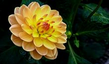 在5月下旬，放下执念，心生爱意，携手与共的三大星座