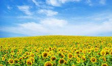 2019猪年出生的姓谷梁男孩怎么样起名字 姓谷梁男孩好名推荐(图文)