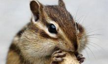 1984年属鼠的人2021年运程 今年多大了几岁？