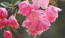 4属相未来一个月迎来好运气，万事顺遂，吉祥如意，发家致富