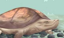 剑锋金命养龟可以吗 命理怎么样