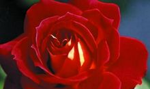 未来一周，4属相走向好运，惊喜接连不断，衣食无忧，生活富足