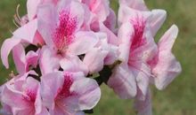 难逃“二婚命”的4大生肖女，外貌出众，人品极佳，二婚才幸福！