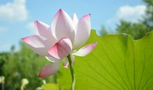 熬到15号喜事到，财运滚滚来，横财满堂喜，家财成倍涨的三属相