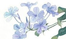 为人爽快直接，有事当面说，最讨厌阳奉阴违的星座