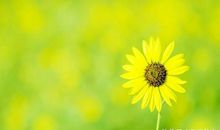 天生善良，懂事孝顺，旺夫又旺家，一家人其乐融融的四大生肖女