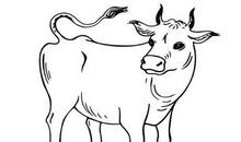 属牛的人2021年犯太岁吗？牛年本命年佩带什么吉祥物破解化解