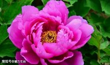 异性缘超好的三位生肖女，聪明能干很漂亮，一生不缺追求者