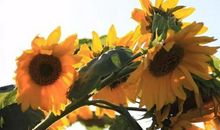 立冬开始，用麻袋装大钱！3生肖转大运，中头奖，横财一飞冲天，好日子躲不掉