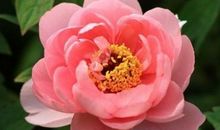 “女人不能嫁”的4个生肖男，一辈子没什么本事，脾气还很暴躁！