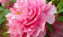 “最适合做夫妻”的4对生肖，谁也拆不散，白头到老，越来越相爱！