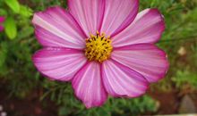 11月12,13,14号起财神临门，不再过苦日子的生肖，定富得流油