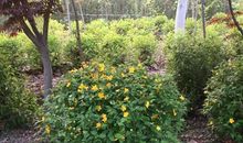 十二生肖农历初五日运程