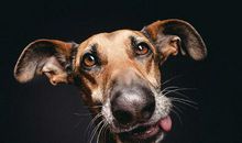 财旺运旺！1月4号起福气相随，财神偏爱，有钱有爱的生肖