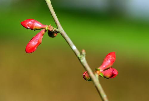 属猴的人阳历2月3日—2月5日立春出生是水瓶座吗？(图文)