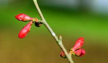 属猴的人阳历2月3日—2月5日立春出生是水瓶座吗？(图文)