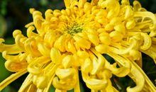 未来十天，4属相认定目标，勤奋努力，运势飙升，日日有喜事