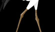 家里养鸟风水好不好?家里养鸟风水禁忌