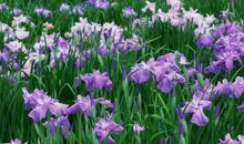 2019年猪年出生颜姓女孩怎么样起名字 颜姓女孩好名推荐(图文)