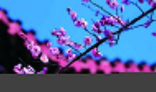 恭喜，一旺到年尾！15天内，运势蹭蹭涨，铁定富得流油的3生肖