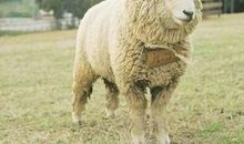 属羊2020年运势，2020年生肖羊的运势