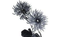 2020年生肖属蛇的每月运势，下半年运势明显变好