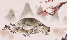 店里养乌龟好吗 风水怎么样