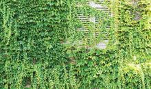 植物生活篇4—室内植物风水的应用