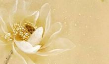 生肖属牛的哪几个月出生最好，一月出生天赋异禀易不婚