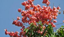 未来30天鸿运当头，财从天降，吉星入命，路遇贵人的四属相