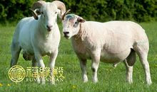 属羊出生月命运如何