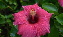 未来两年财运暴涨，开门迎好运，喜事进门，财气冲天的四属相