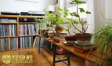 风水学解析：室内什么植物可以挡煞气