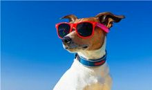 哪些生肖觉得，谈恋爱不如暴富？