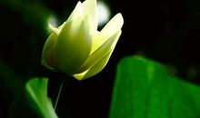 命中带贵气的四大生肖，1月9日后财运当头，财源如流水进口袋！