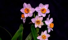 2020年2月开始，时来运转，机遇不断，横财降临的星座