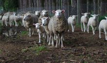 1967年的属什么生肖(图文)