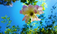 猴年立春出生的属猴宝宝性格好吗 命运怎么样？(图文)