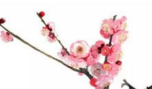 生肖属蛇的爸爸和什么生肖属相的孩子是六合，巳蛇与申猴六合