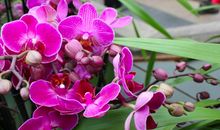 最谦让妻子的三个生肖男，忠于妻子，连女方父母也孝顺