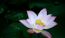 最近10天，财运疯涨，3属相贵人提携，富贵躲不掉