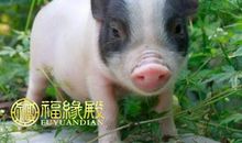 属猪和属鼠的配吗