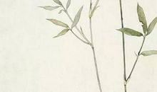 生肖属鸡女2020年11月份生孩子好不好，性格怎么样