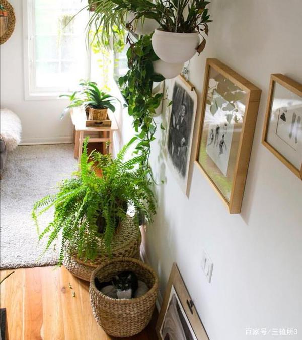 植物生活篇4—室内植物风水的应用 2