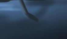 院子里种藤蔓植物风水好不好