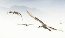 李居明生肖属狗2020年财运，桃花运分析