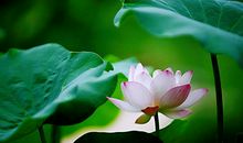 中大奖发横财的3生肖，18号迎大财进门，财运逆袭，存款蹭蹭涨